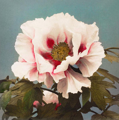 Vintage Peony Painting Wall Mural-Wall Mural-Eazywallz