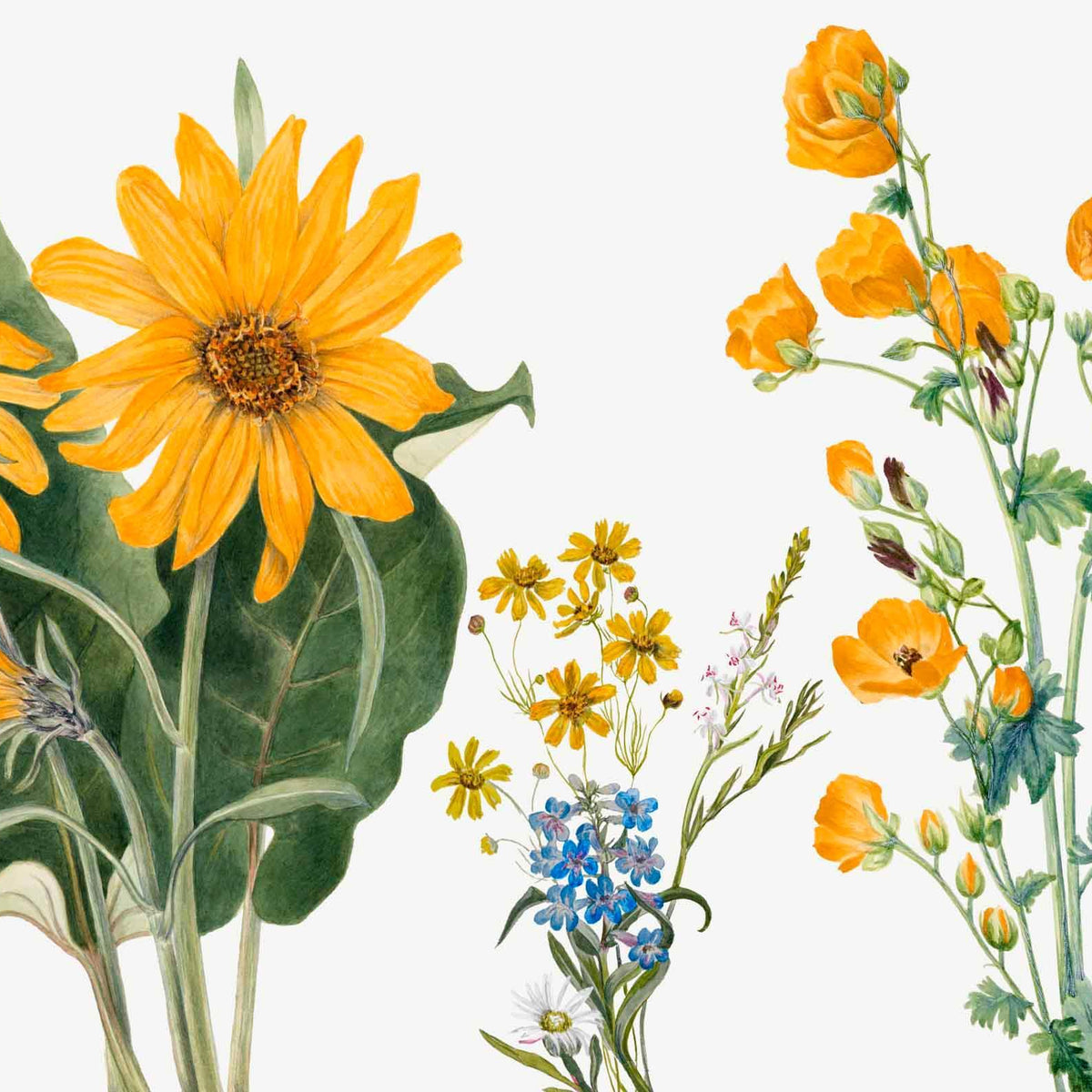 indian sunflower wallpaper