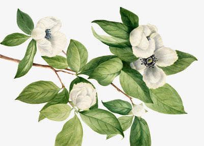 Vintage White Floral Mural Wallpaper-Wall Mural-Eazywallz