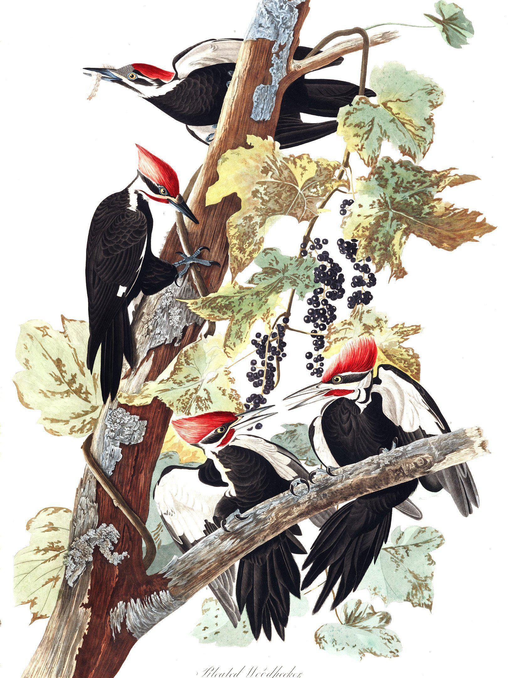Vintage Wood Pecker Wall Mural-Wall Mural-Eazywallz