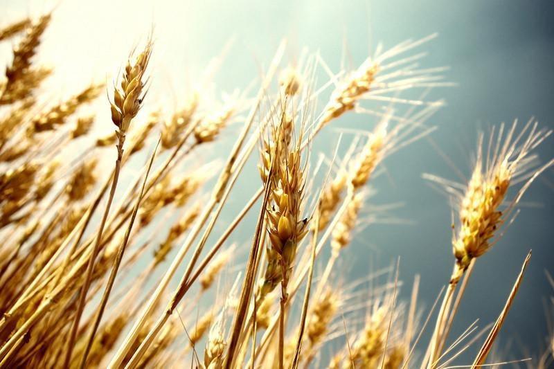 Wheat Wall Mural-Wall Mural-Eazywallz