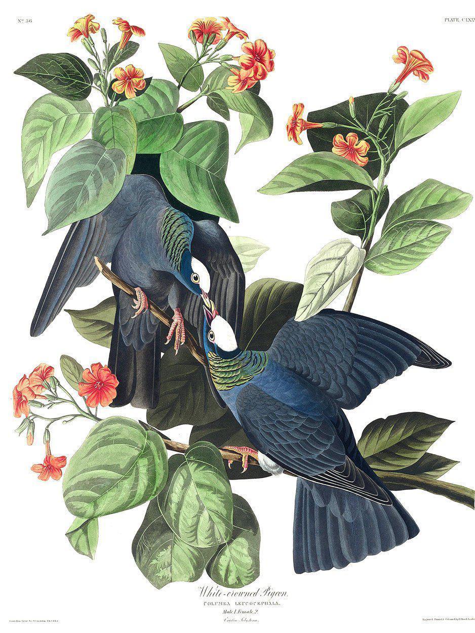 White Crowned Pigeons Wall Mural-Wall Mural-Eazywallz