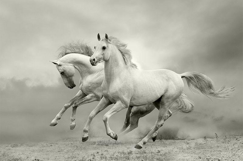 White Horses in the Summer Wall Mural-Wall Mural-Eazywallz