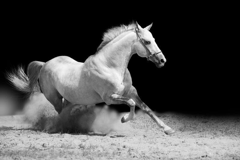 White Stallion Wall Mural-Wall Mural-Eazywallz