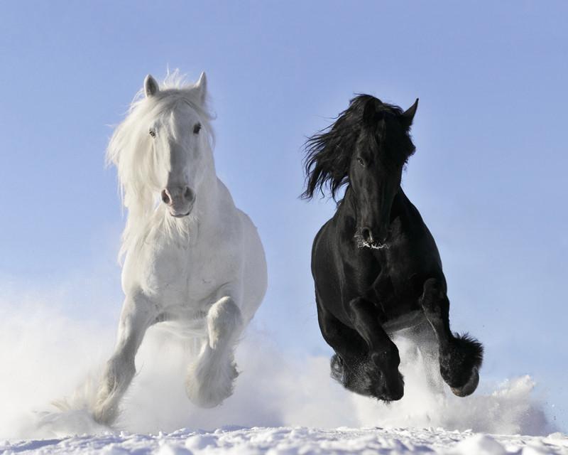 White and black horses Wall Mural-Wall Mural-Eazywallz