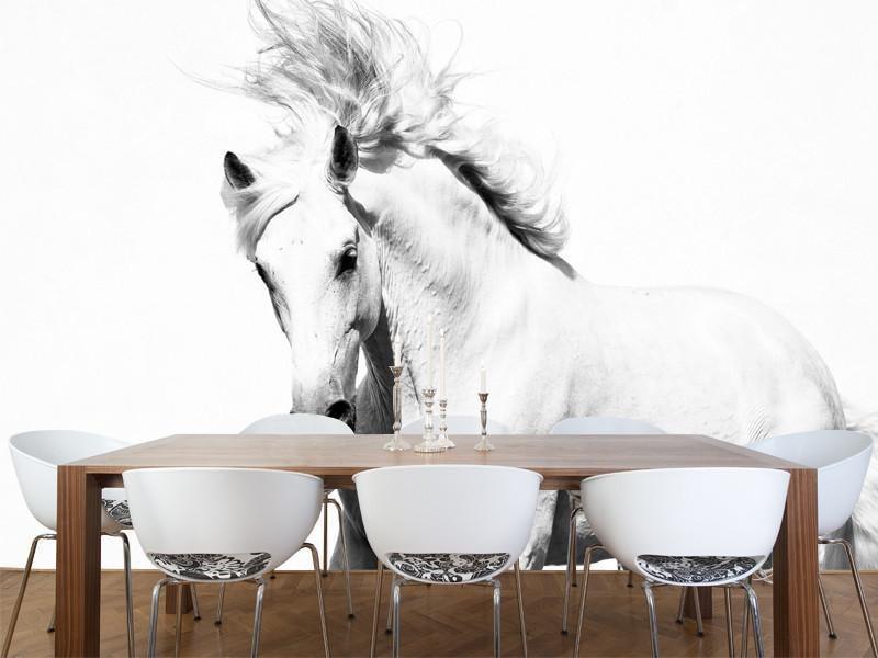 White horse Wall Mural-Wall Mural-Eazywallz