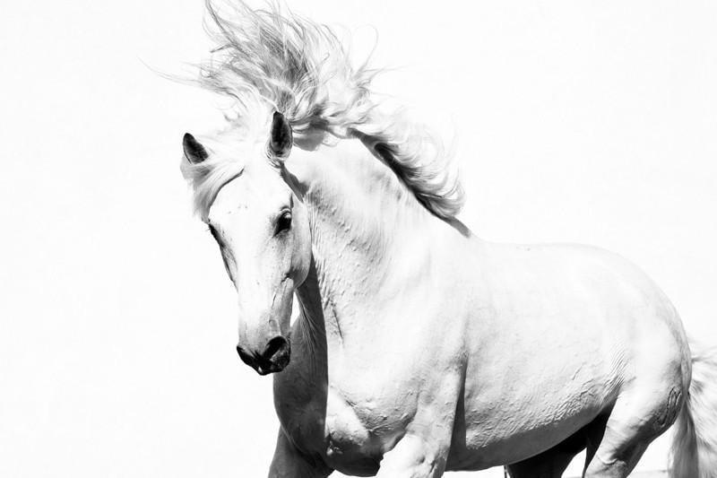 White horse Wall Mural-Wall Mural-Eazywallz