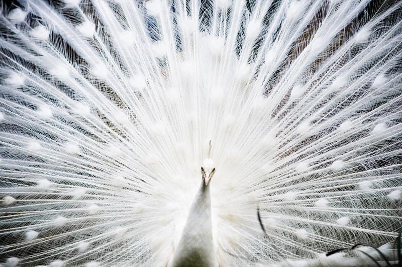 White peacock Wall Mural-Wall Mural-Eazywallz