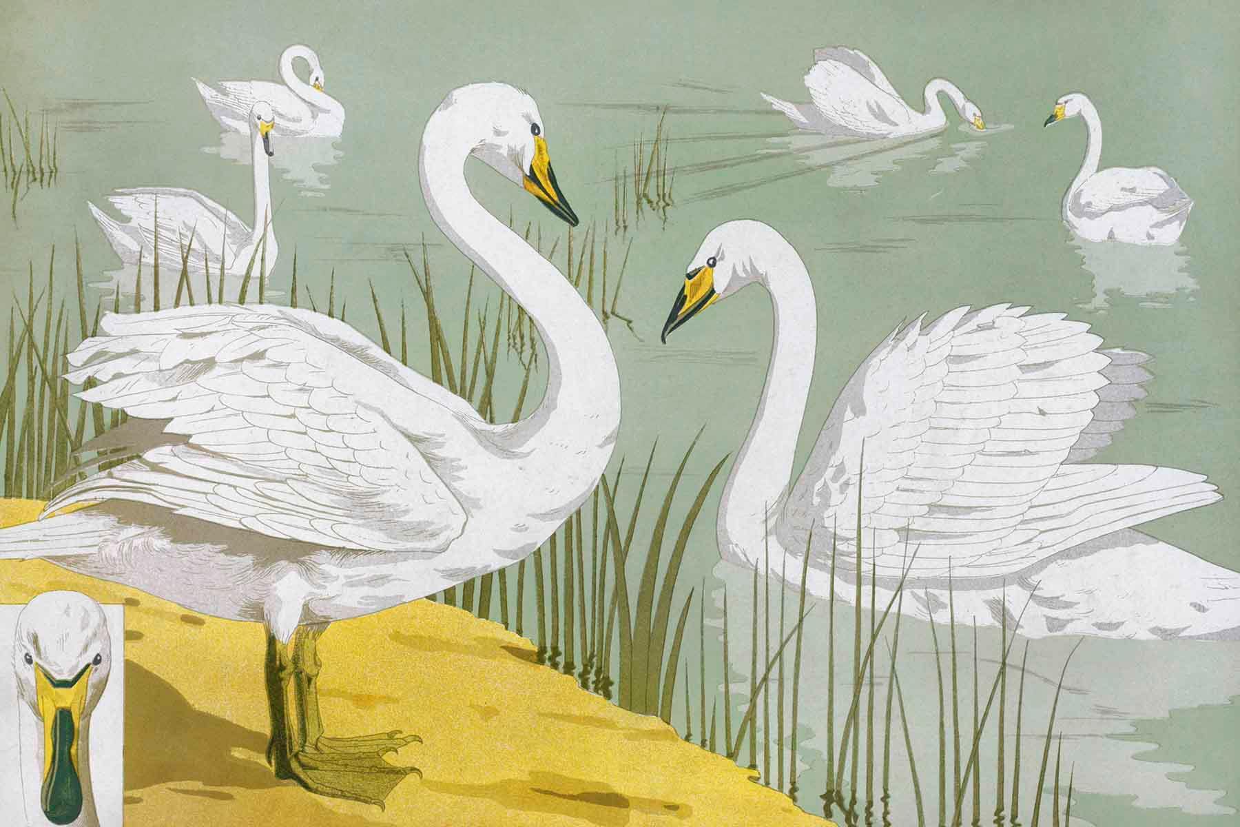 Wild Swan Wallpaper Mural-Wall Mural-Eazywallz