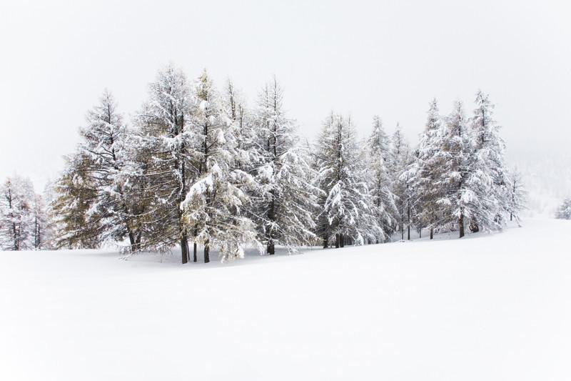 Winter woods Wall Mural-Wall Mural-Eazywallz