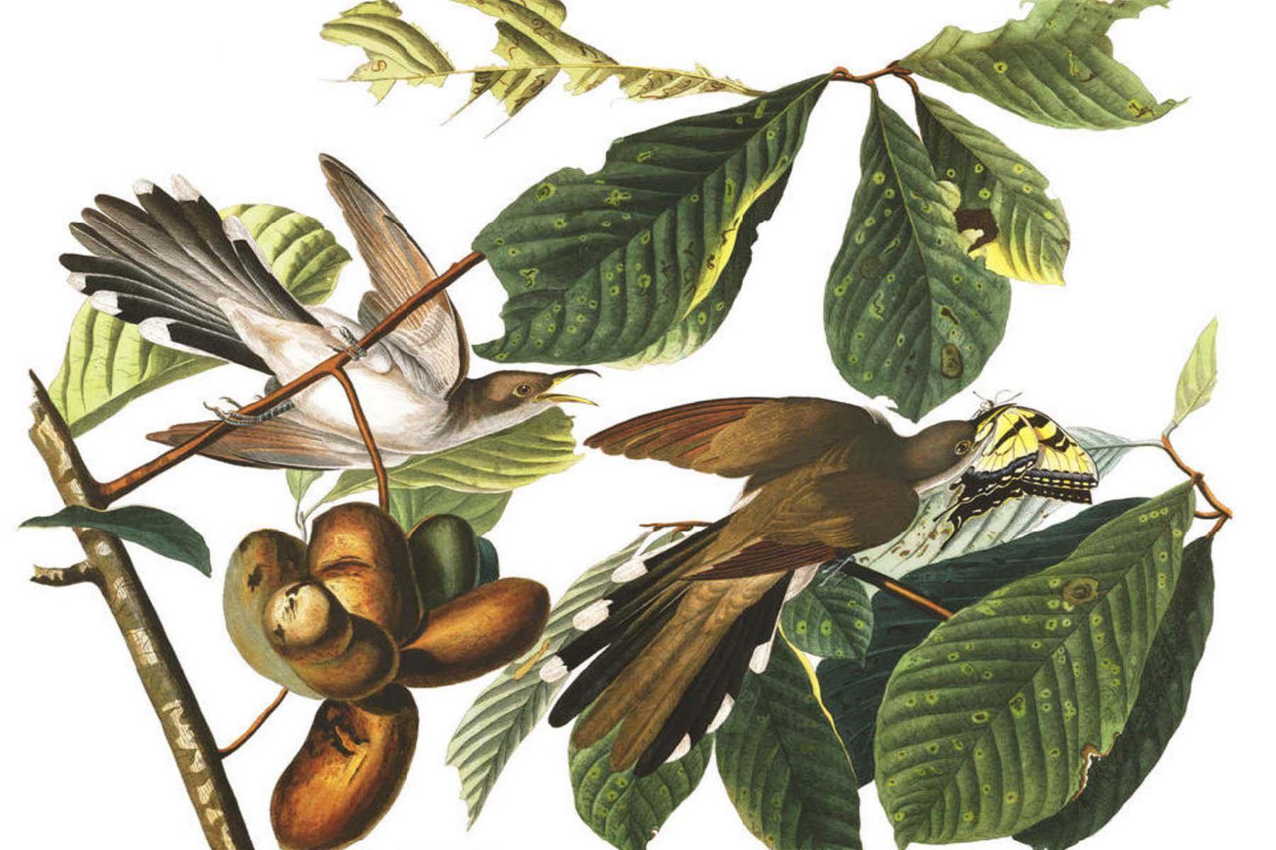 Yellow Billed Cuckoo Wall Mural-Wall Mural-Eazywallz