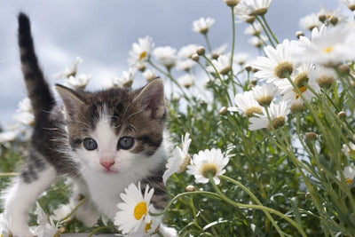 Young cat between flowers Wall Mural-Wall Mural-Eazywallz