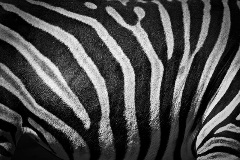 Zebra stripes Wall Mural-Wall Mural-Eazywallz