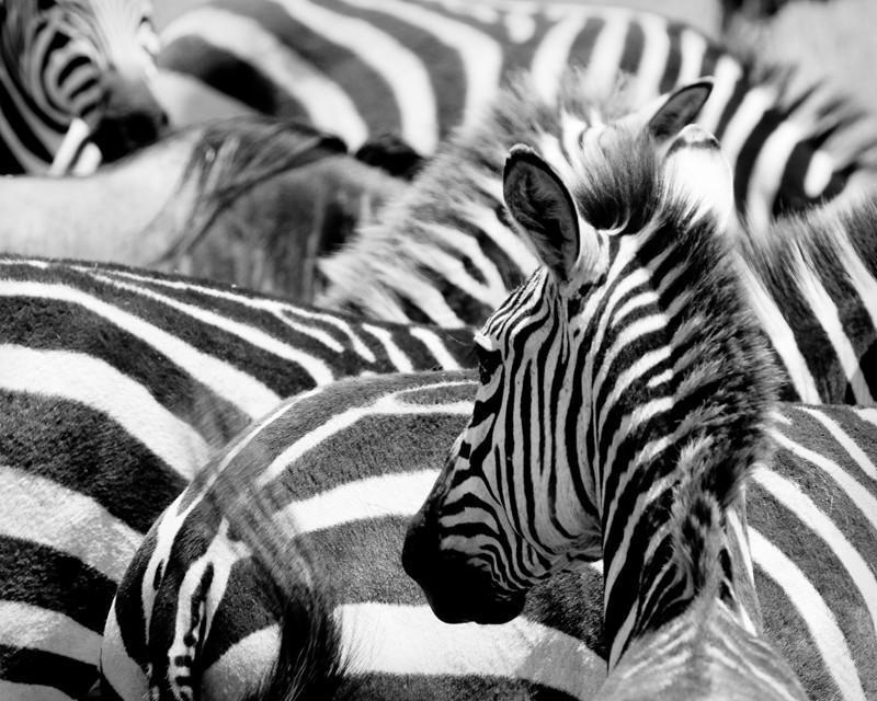 Zebras in Masai Mara Wall Mural-Wall Mural-Eazywallz