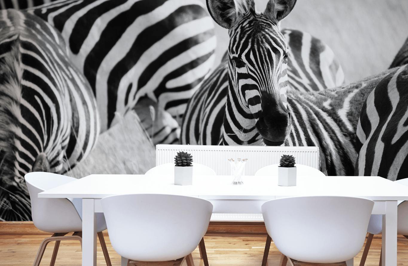 Zebras in Tanzania Wall Mural-Wall Mural-Eazywallz