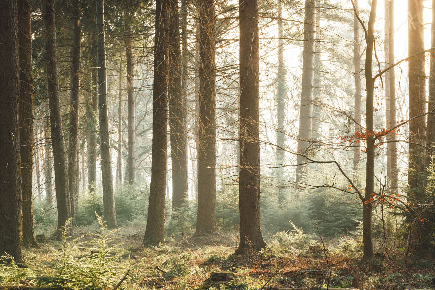 Early Morning Sun Light Forest Wall Mural
