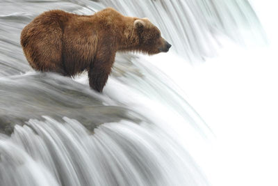 grizzly bear waiting for lunch Wall Mural-Wall Mural-Eazywallz