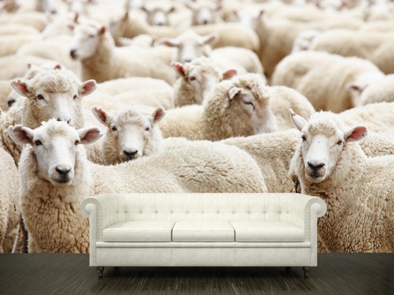 herd of sheep Wall Mural-Wall Mural-Eazywallz