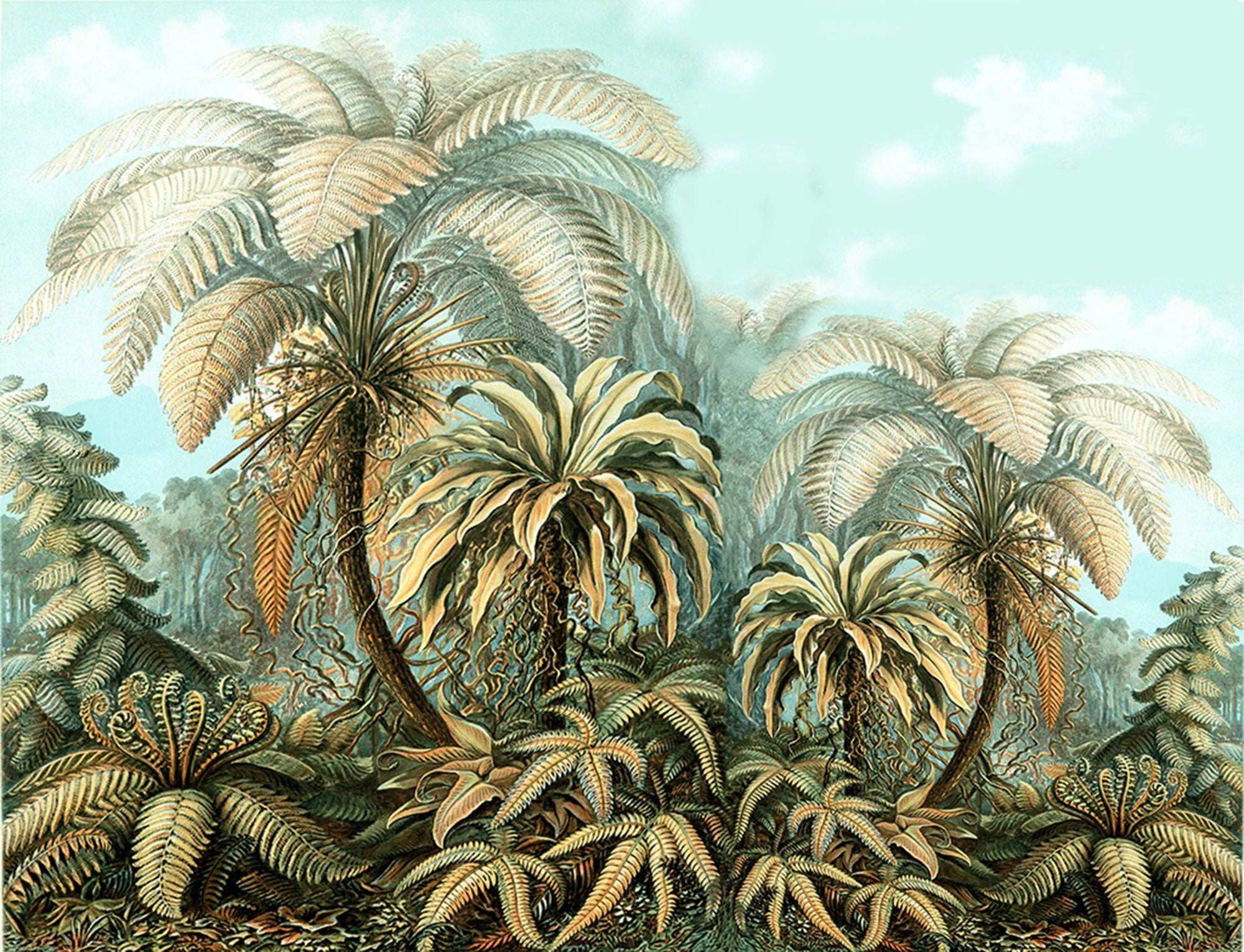 Filicinae Ferns 1904